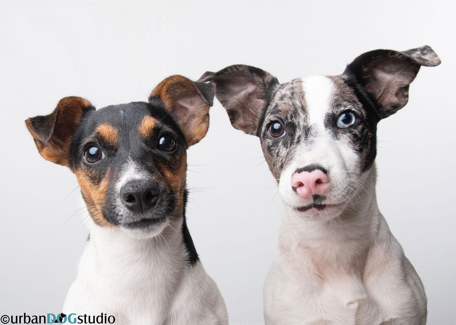 Peach & Sprout - Bonded pair, Adoptable, Young Female Jack Russell Terrier.