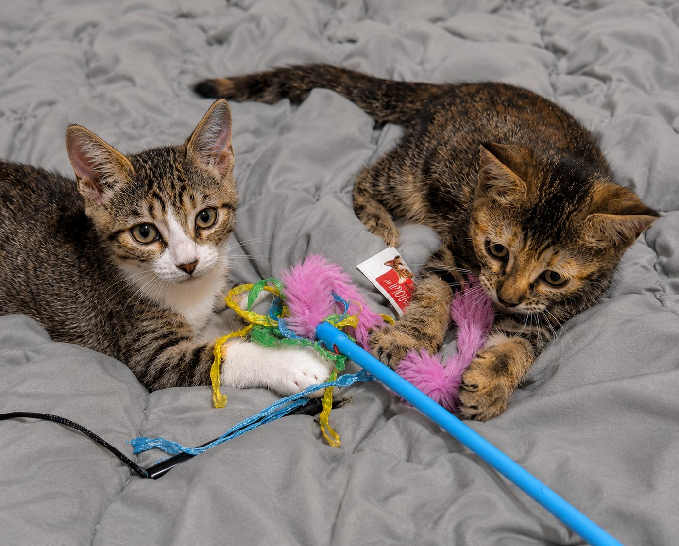 Enlarge Rosie and Ranger, a ADOPTABLE mixed breed in Houston, TX image 6/6
