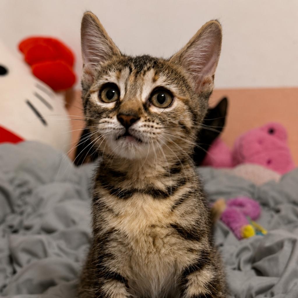 Enlarge Rosie and Ranger, a ADOPTABLE mixed breed in Houston, TX image 3/6