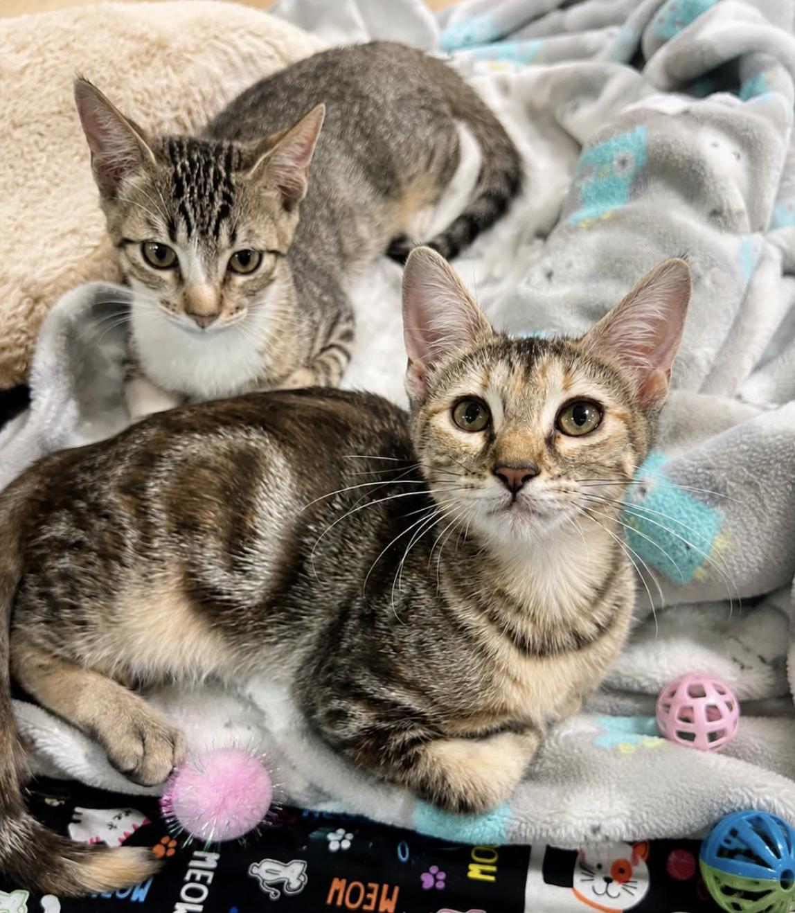 Enlarge Rosie and Ranger, a ADOPTABLE mixed breed in Houston, TX image 4/6