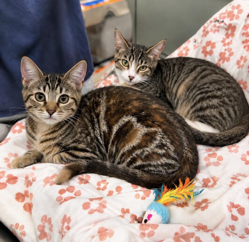 Rosie and Ranger, ADOPTABLE, Kitten Female Bengal & Domestic Short Hair.
