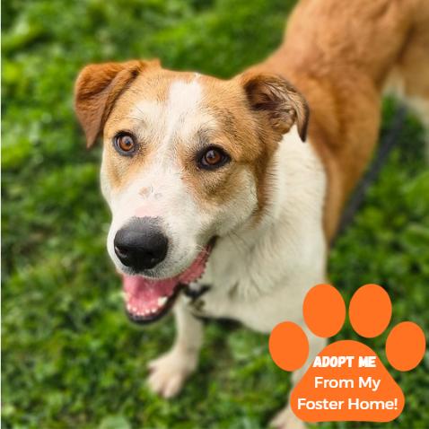 Johnnyboy, Adoptable, Adult Male Mixed Breed.