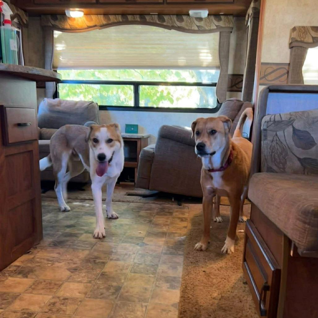 Johnnyboy, Adoptable, Adult Male Mixed Breed.