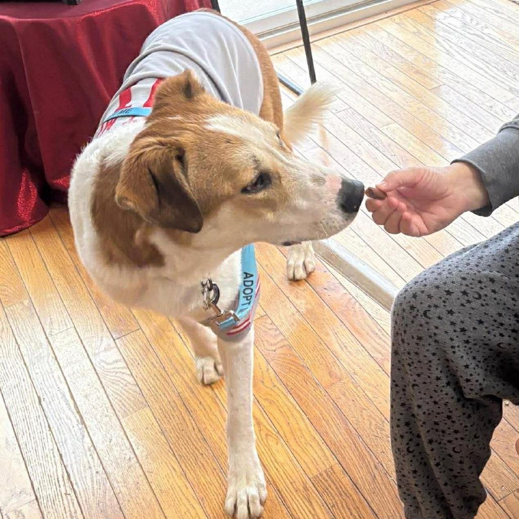 Enlarge Johnnyboy, a Adoptable Mixed Breed in Edwardsville, IL image 2/6