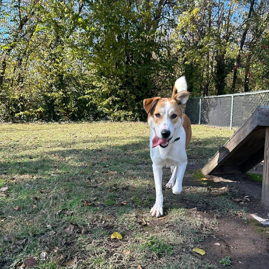 Enlarge Johnnyboy, a Adoptable Mixed Breed in Edwardsville, IL image 3/6