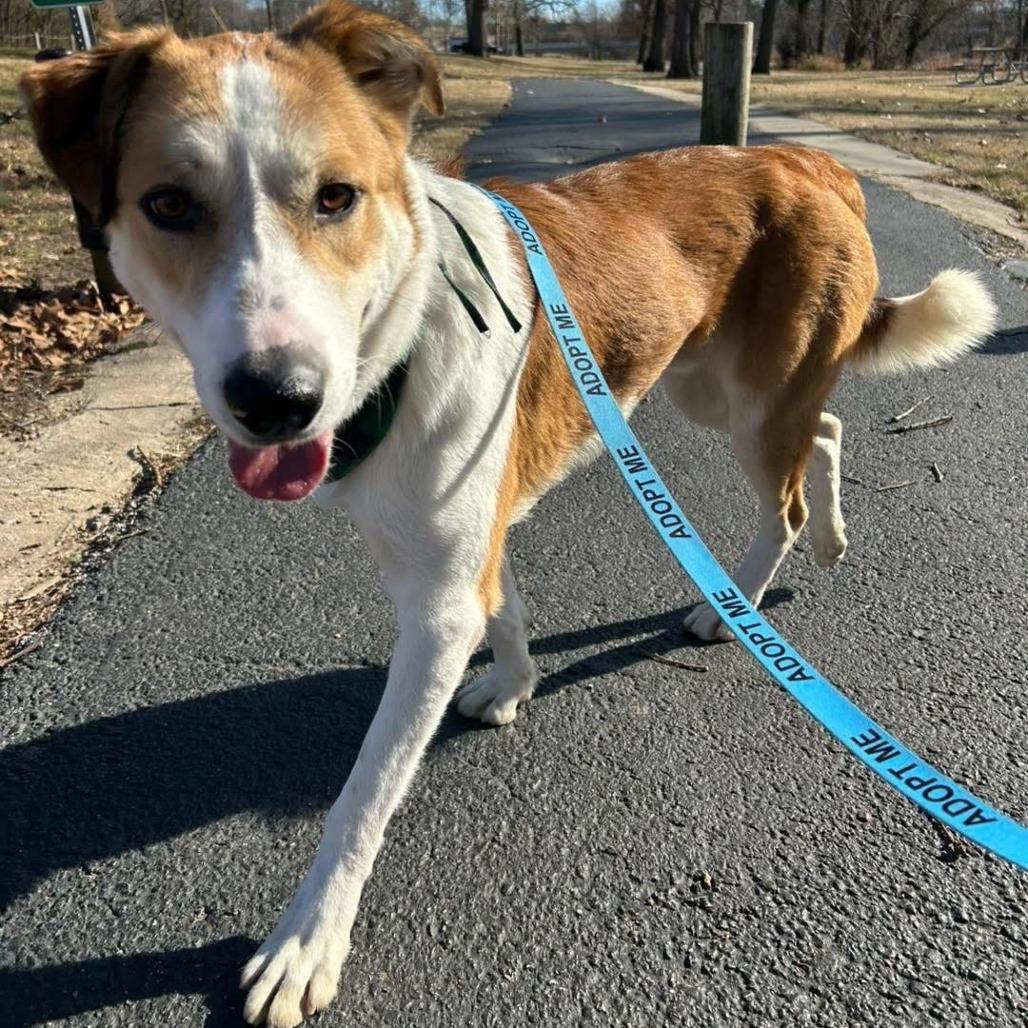 Enlarge Johnnyboy, a Adoptable Mixed Breed in Edwardsville, IL image 4/6