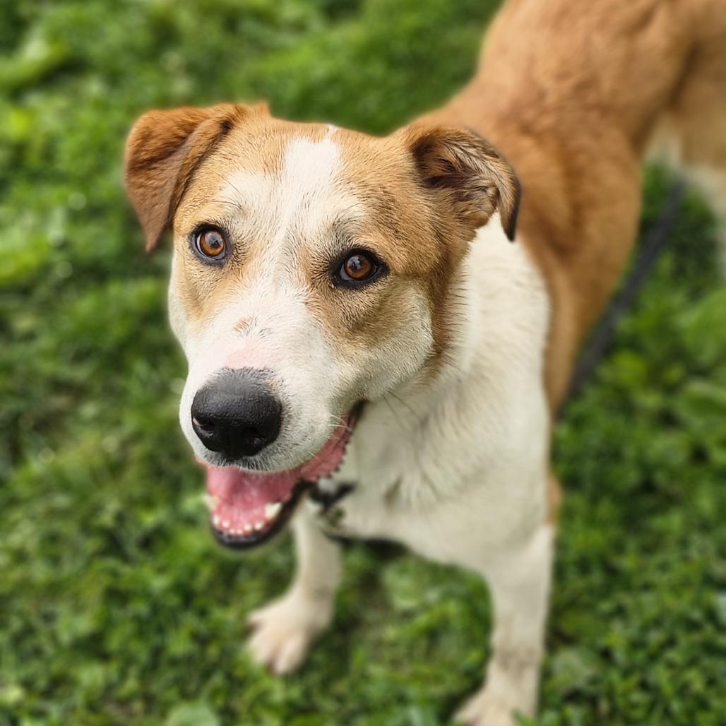 Enlarge Johnnyboy, a Adoptable Mixed Breed in Edwardsville, IL image 5/6