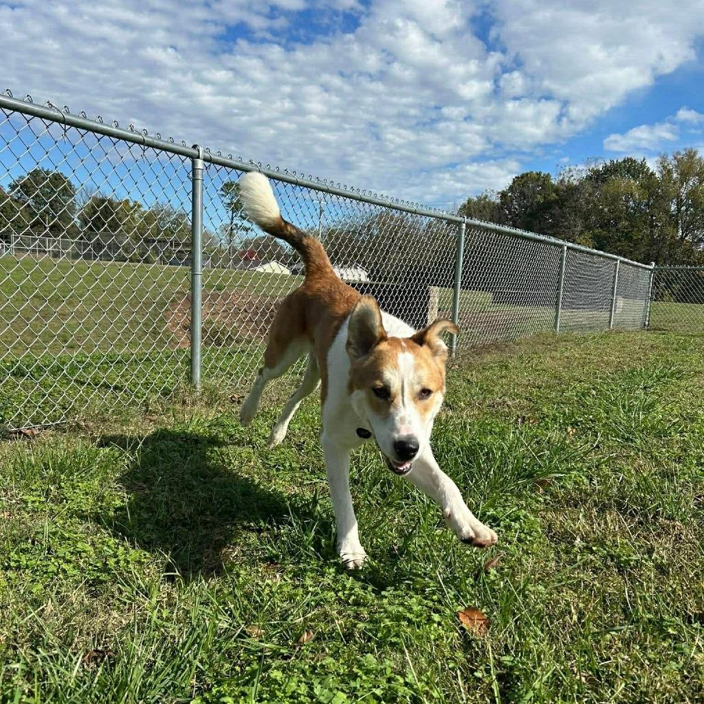 Enlarge Johnnyboy, a Adoptable Mixed Breed in Edwardsville, IL image 5/6