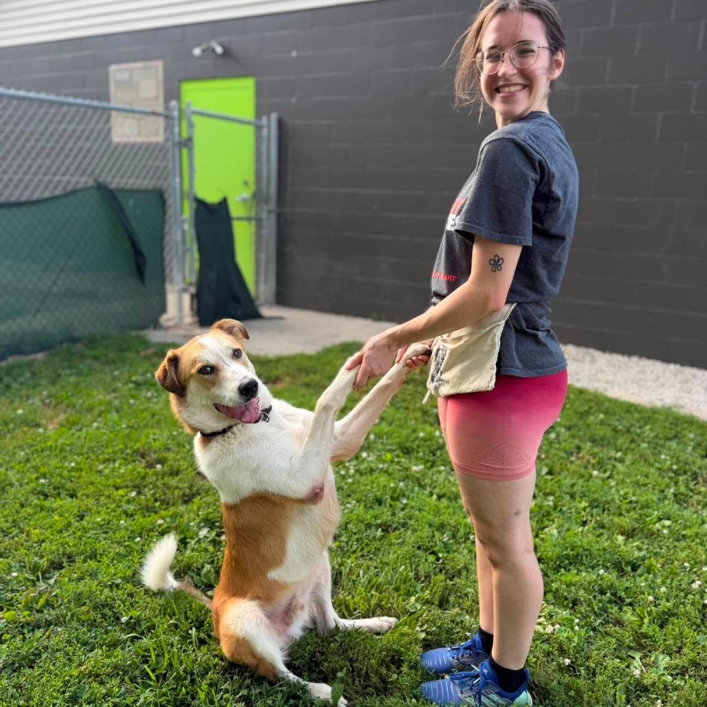 Enlarge Johnnyboy, a Adoptable Mixed Breed in Edwardsville, IL image 5/6