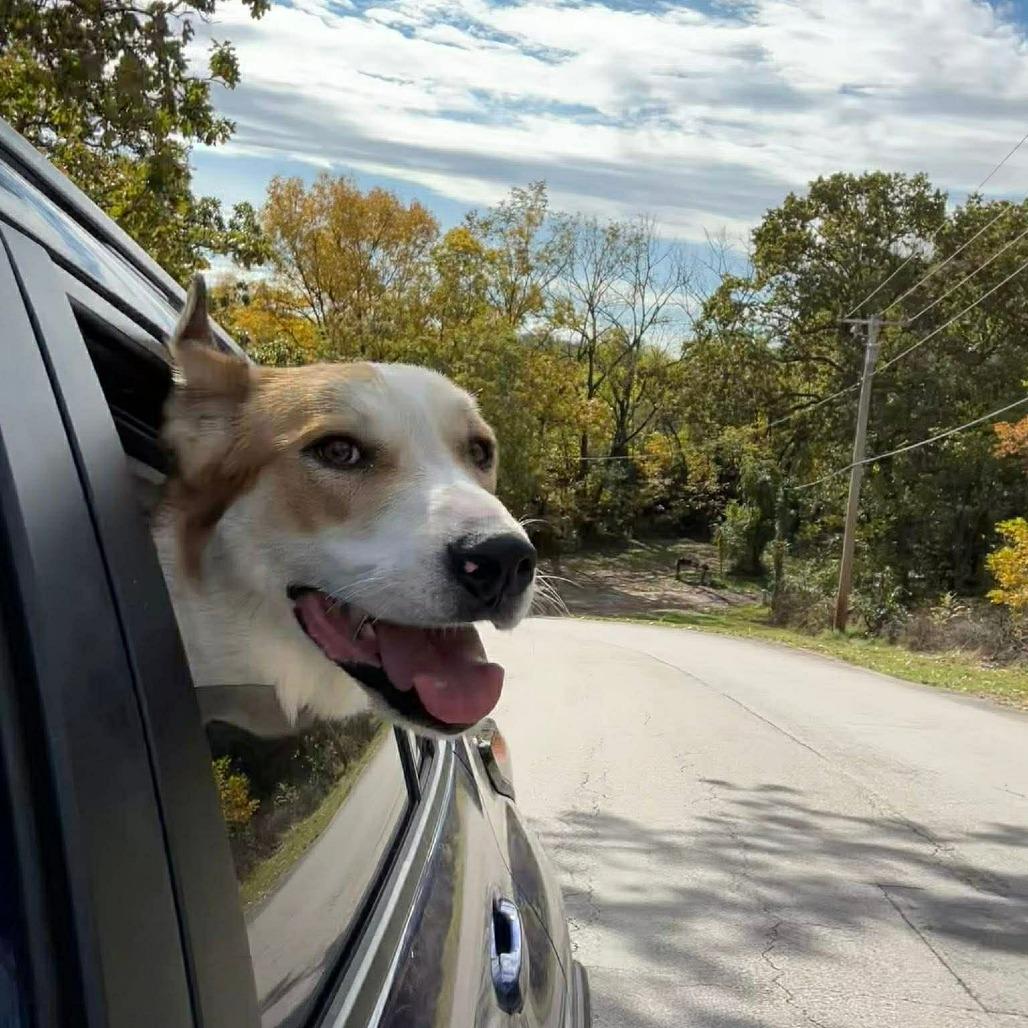 Enlarge Johnnyboy, a Adoptable Mixed Breed in Edwardsville, IL image 6/6