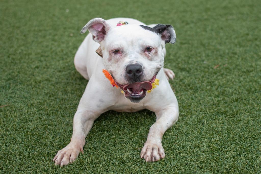 Kili, Adoptable, Adult Female Pit Bull Terrier & Boxer.