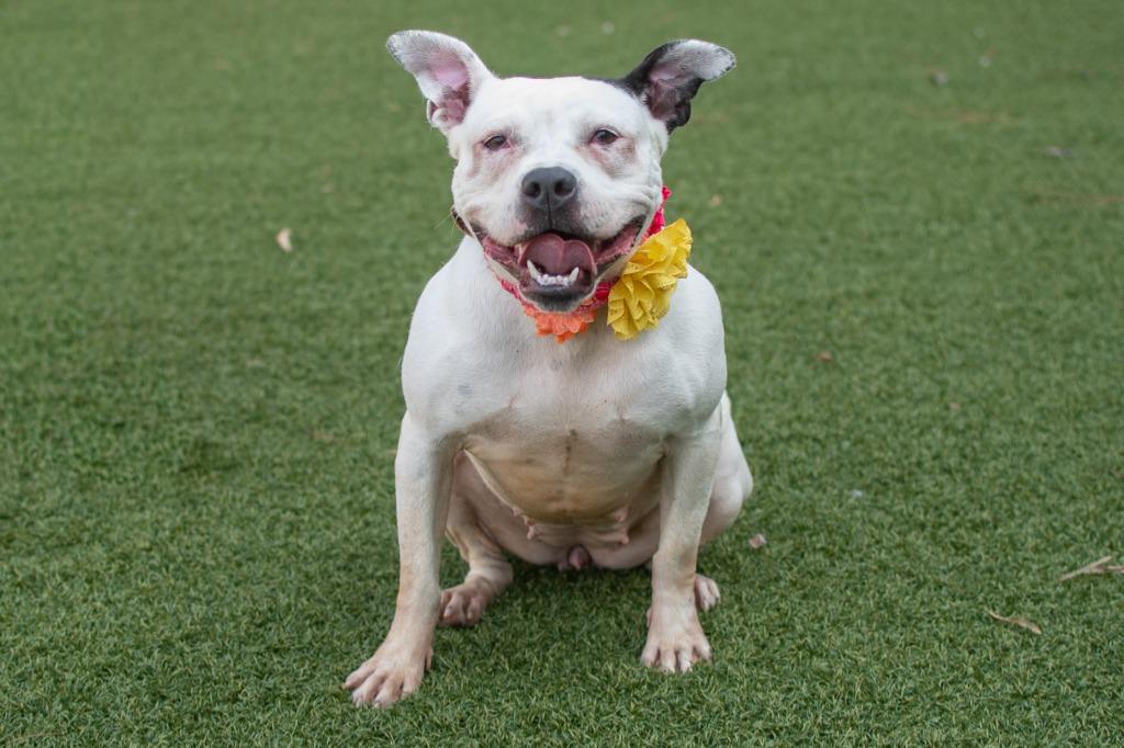 Kili, Adoptable, Adult Female Pit Bull Terrier & Boxer.