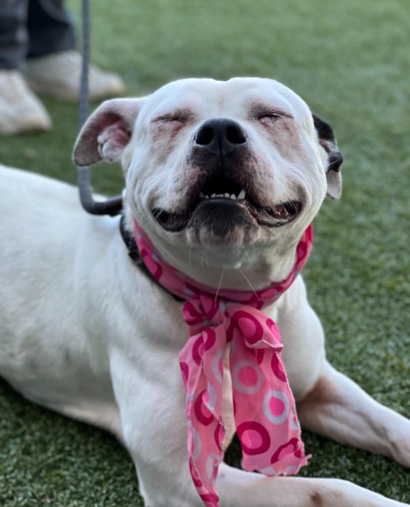 Enlarge Kili, a Adoptable mixed breed in Hartsville, SC image 1/6
