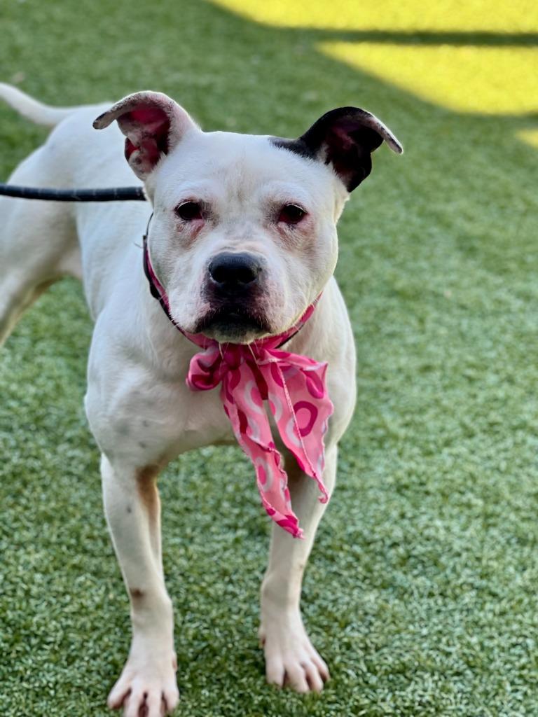 Enlarge Kili, a Adoptable mixed breed in Hartsville, SC image 2/6