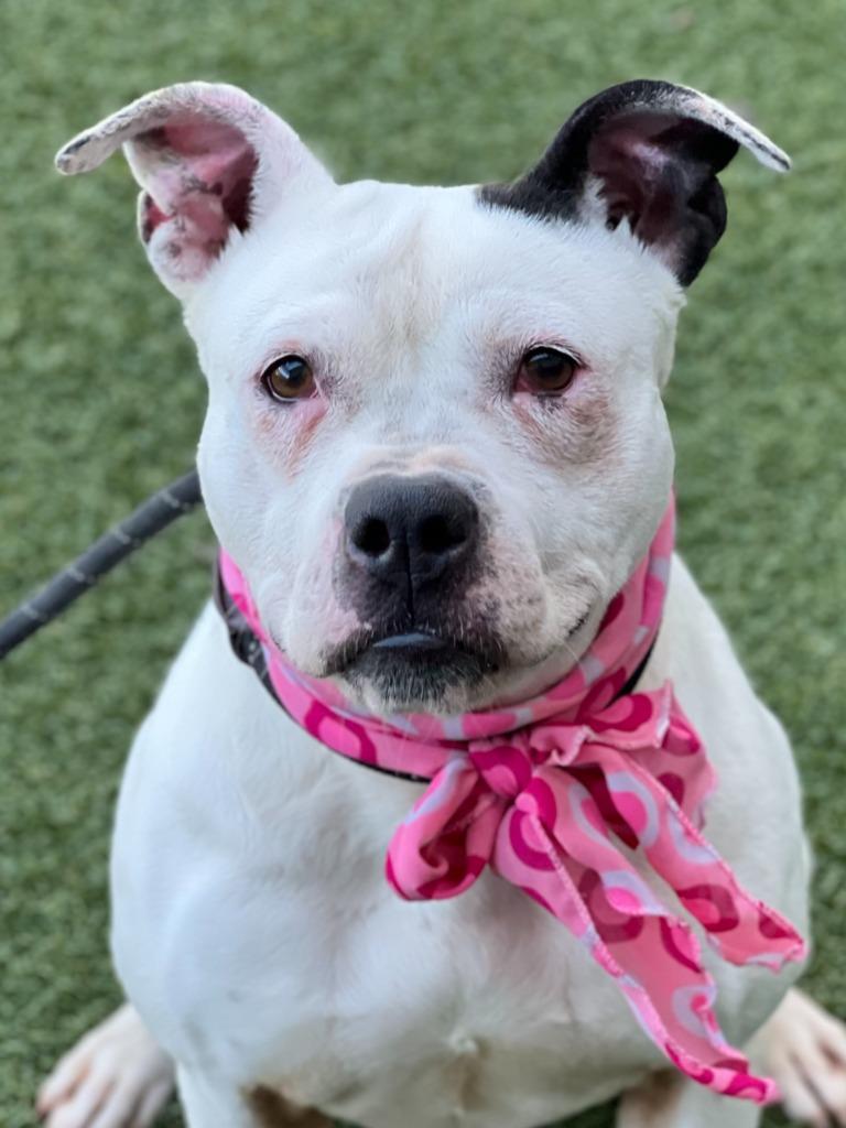 Enlarge Kili, a Adoptable mixed breed in Hartsville, SC image 3/6