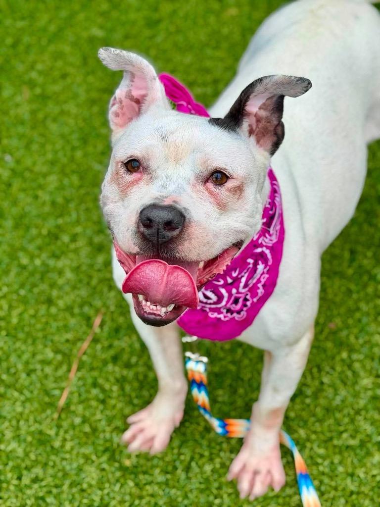 Enlarge Kili, a Adoptable mixed breed in Hartsville, SC image 4/6
