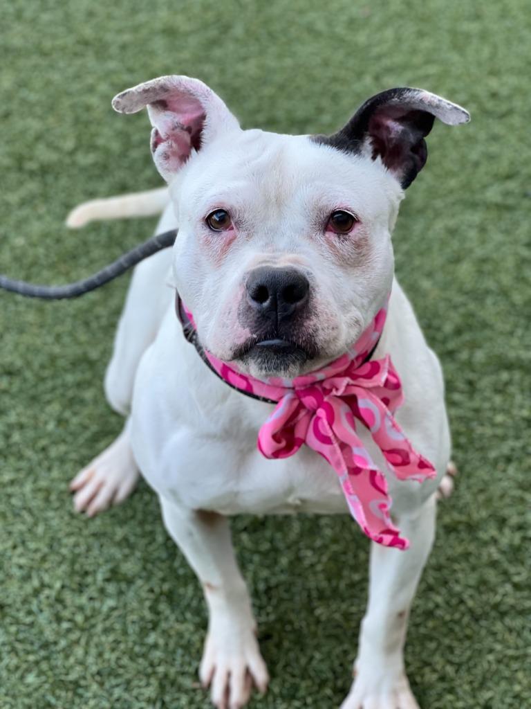 Enlarge Kili, a Adoptable mixed breed in Hartsville, SC image 5/6