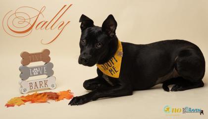 Enlarge Sally, a Adoptable mixed breed in Fairhope, AL image 1/1