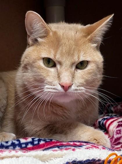 Enlarge Boyd, a ADOPTABLE Domestic Short Hair in Boyne City, MI image 1/1