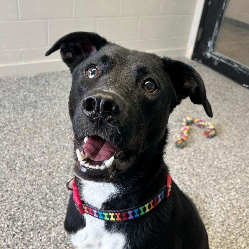 Enlarge Shark Bait, a Adoptable mixed breed in Louisville, KY image 1/6