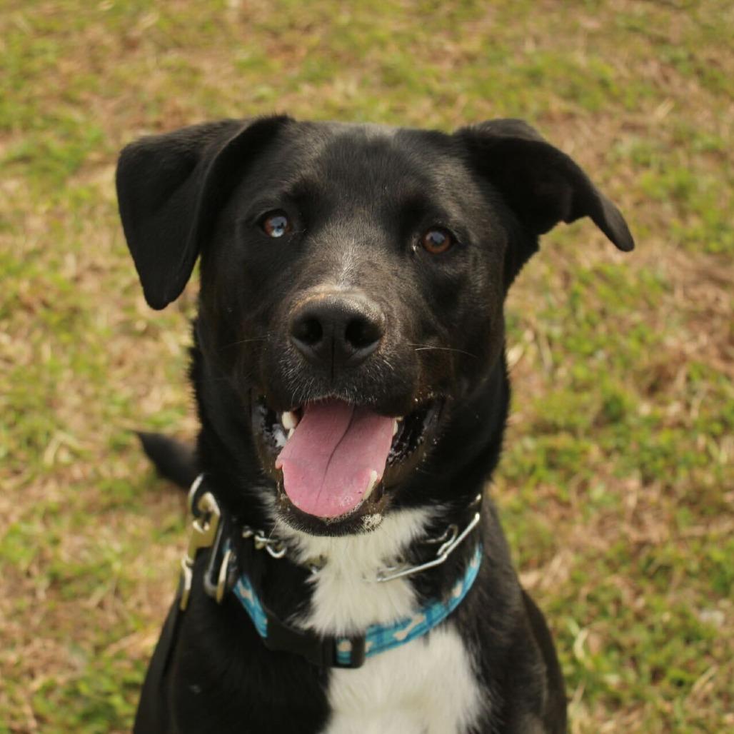 Enlarge Shark Bait, a Adoptable mixed breed in Louisville, KY image 2/6