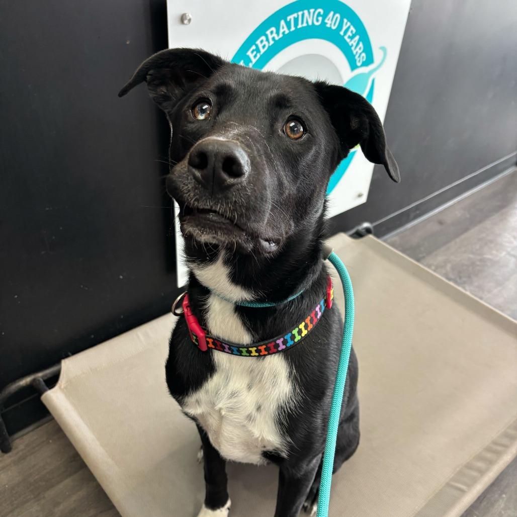 Enlarge Shark Bait, a Adoptable mixed breed in Louisville, KY image 3/6