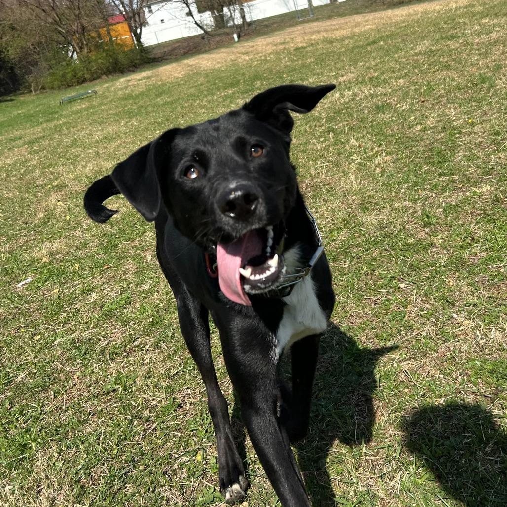 Enlarge Shark Bait, a Adoptable mixed breed in Louisville, KY image 4/6