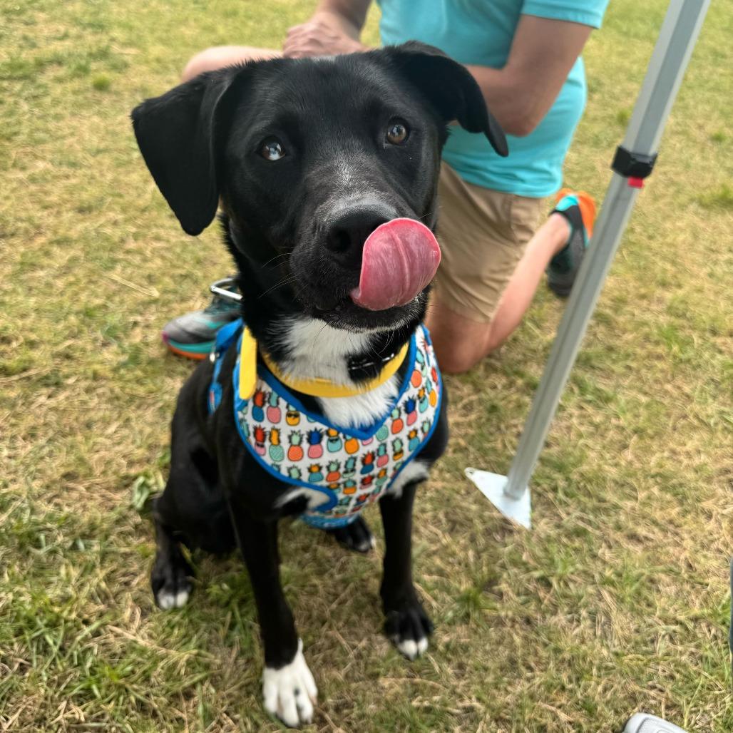 Enlarge Shark Bait, a Adoptable mixed breed in Louisville, KY image 4/6