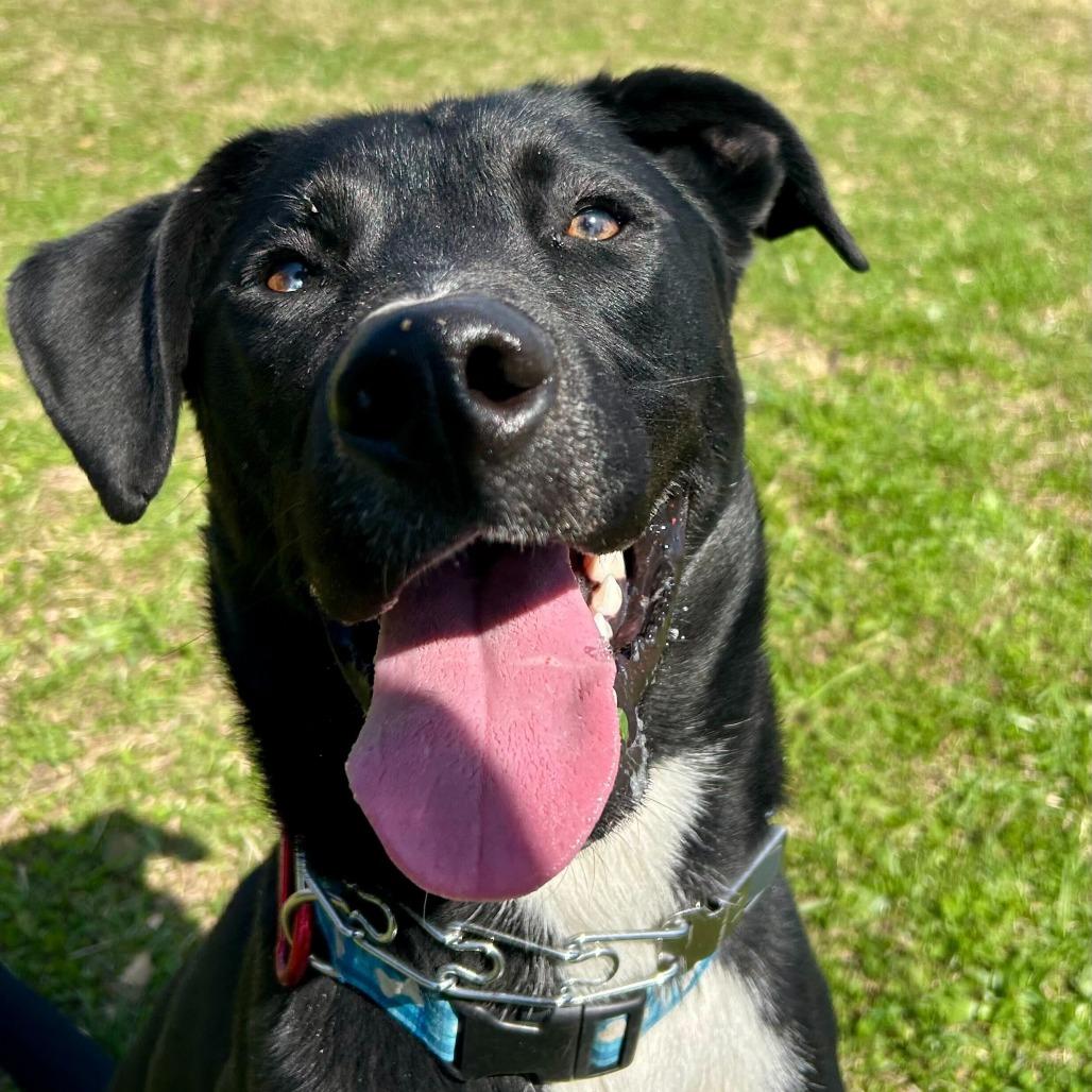 Enlarge Shark Bait, a Adoptable mixed breed in Louisville, KY image 5/6