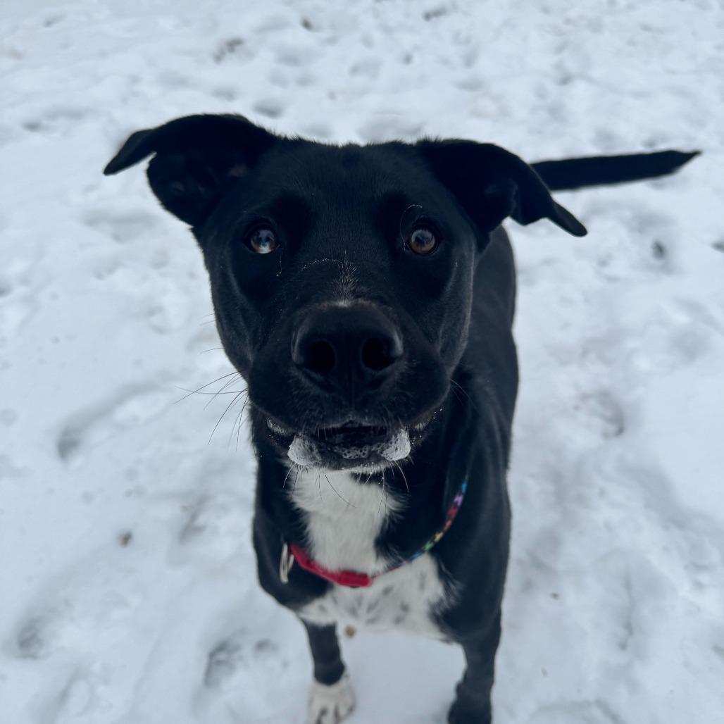 Enlarge Shark Bait, a Adoptable mixed breed in Louisville, KY image 6/6