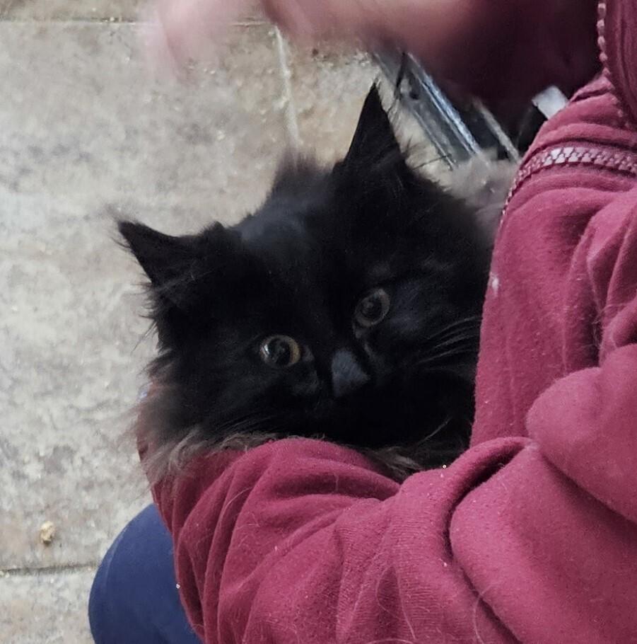 Prince Noir, Adoptable, Kitten Male Domestic Long Hair.