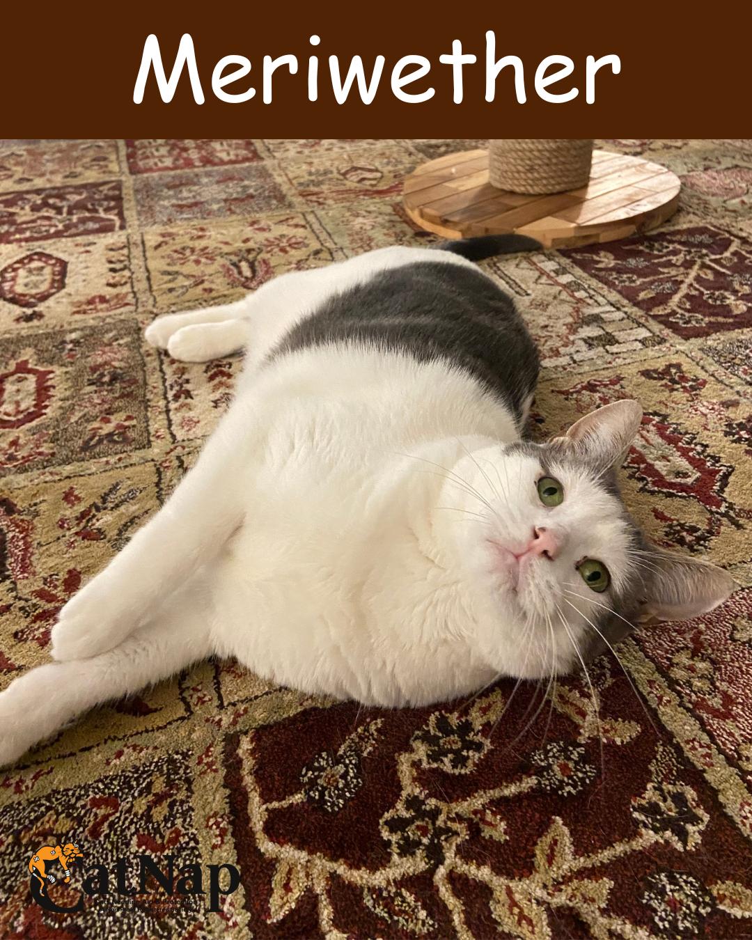 Meriwether, a Adoptable mixed breed in Nanaimo, BC image 2/3