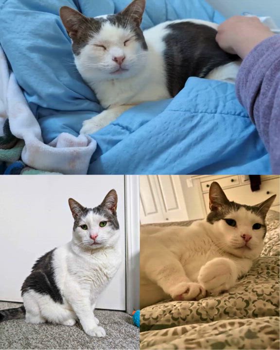 Enlarge Meriwether, a Adoptable mixed breed in Nanaimo, BC video 3/3