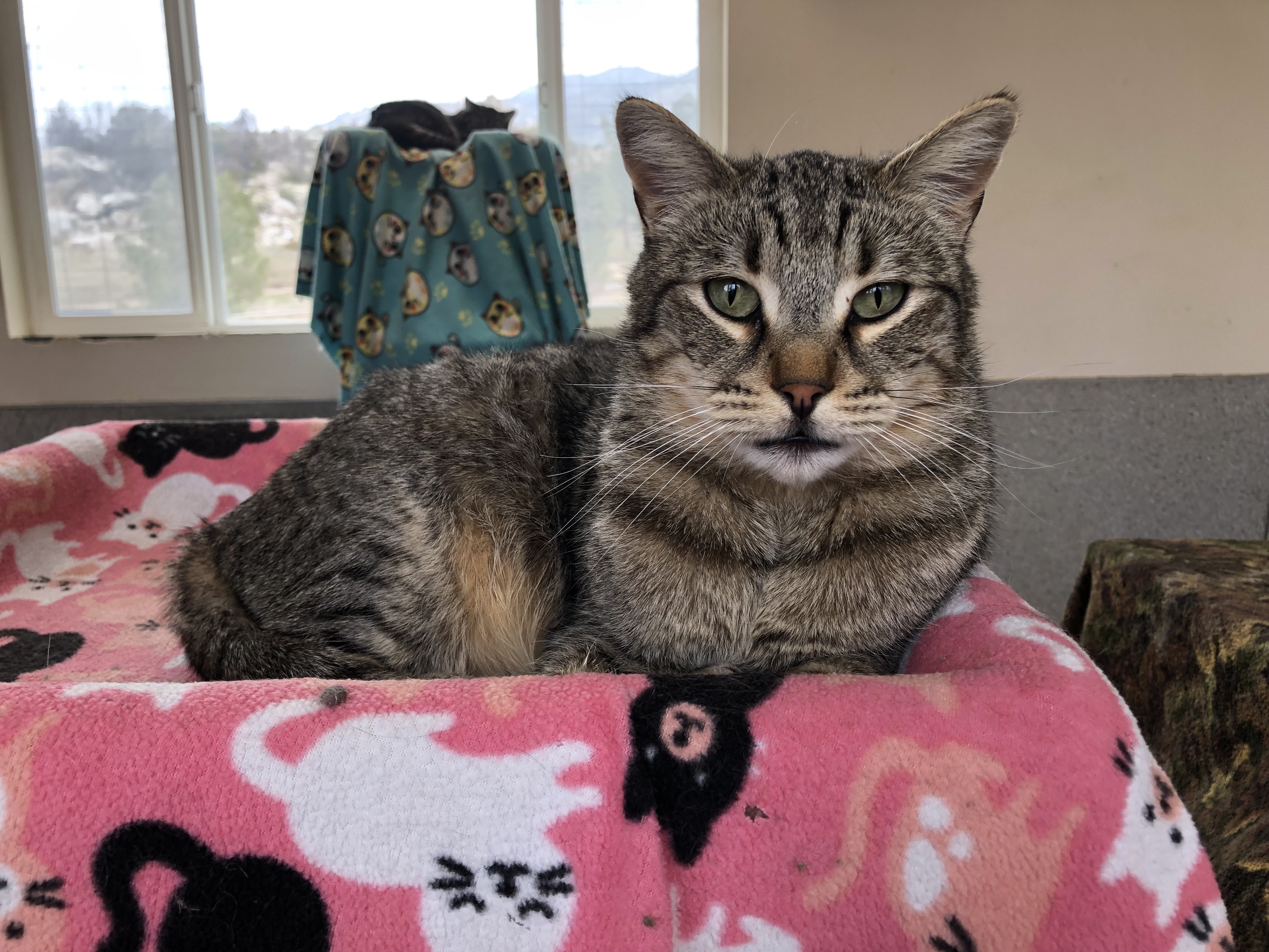 Enlarge Blinkin, a Adoptable mixed breed in Mountain Center, CA image 1/4