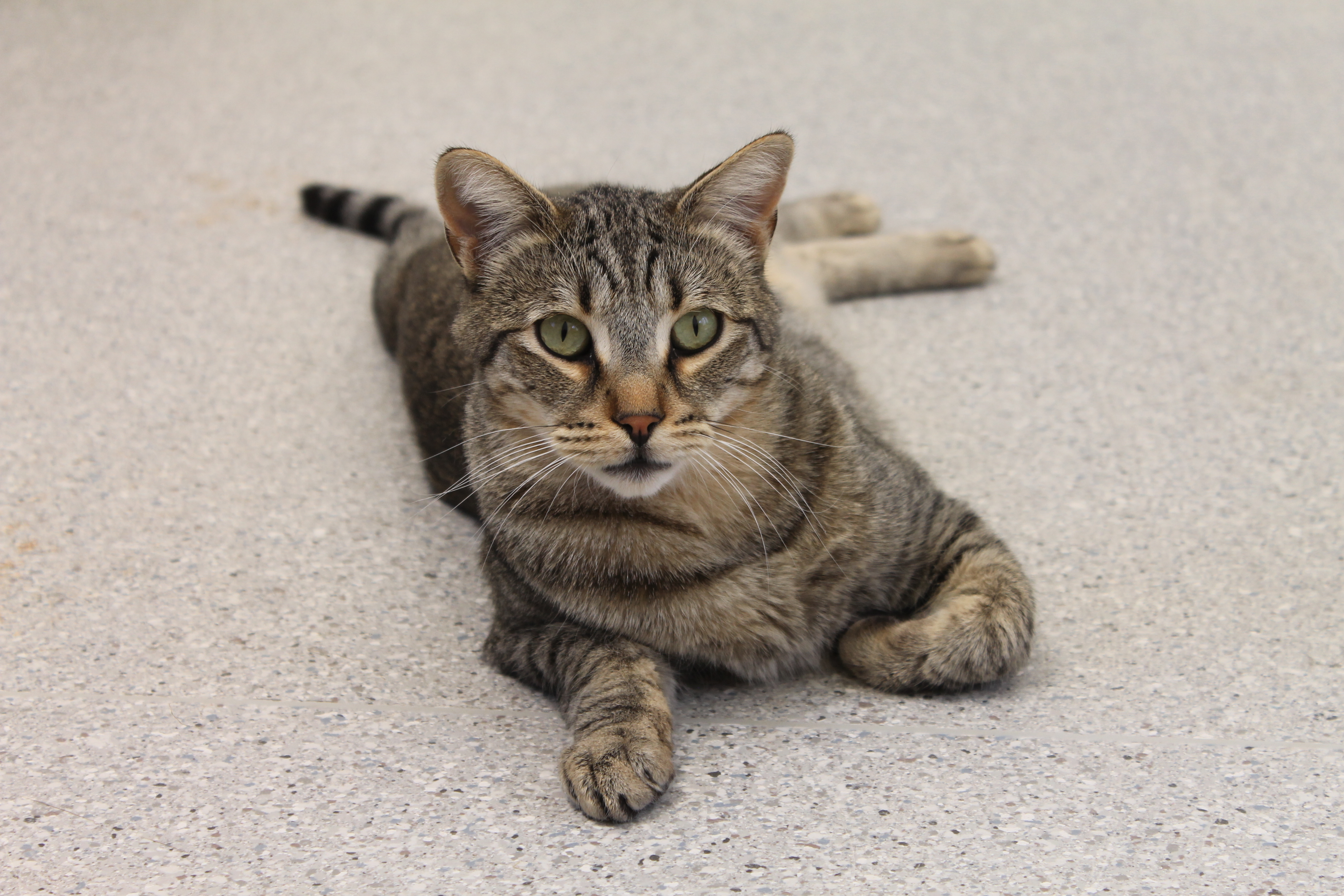 Enlarge Blinkin, a Adoptable mixed breed in Mountain Center, CA image 2/4