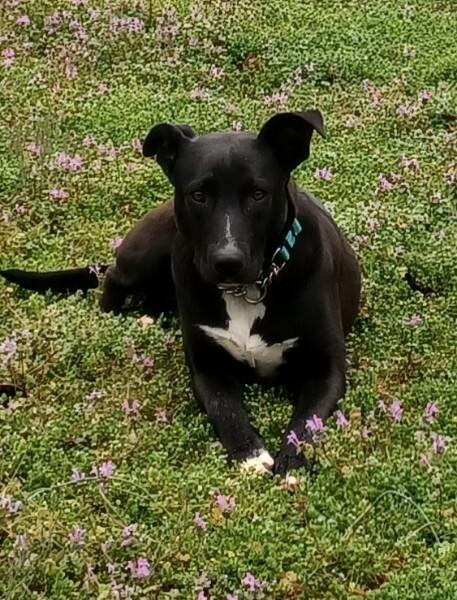 Enlarge Elly, a Adoptable mixed breed in Gillsville, GA image 1/3