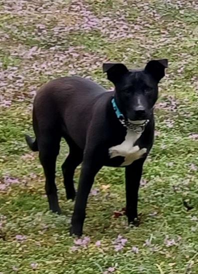 Enlarge Elly, a Adoptable mixed breed in Gillsville, GA image 2/3