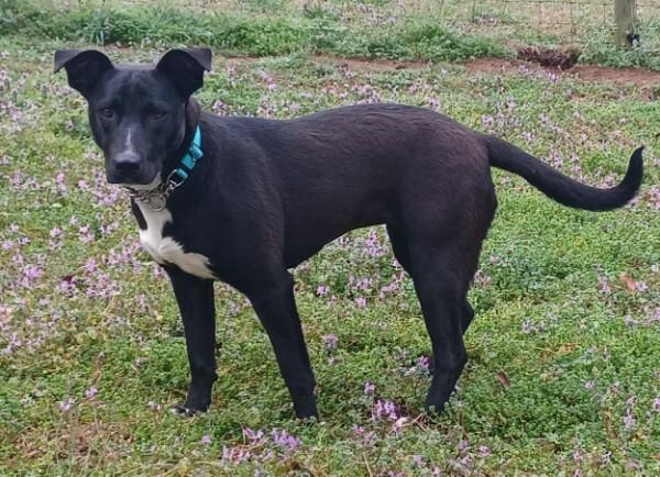 Enlarge Elly, a Adoptable mixed breed in Gillsville, GA image 3/3