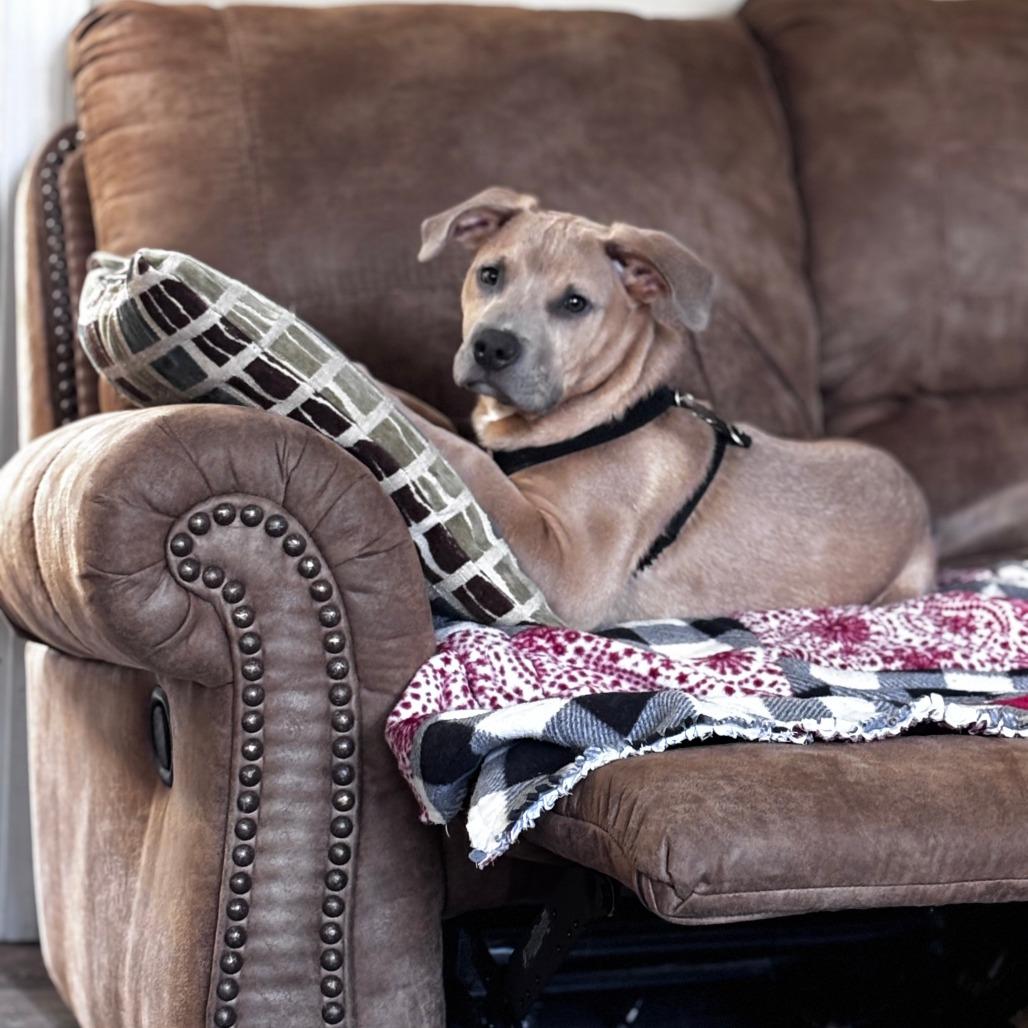 Enlarge Cooper, a Adoptable American Staffordshire Terrier in Raleigh, NC image 1/6