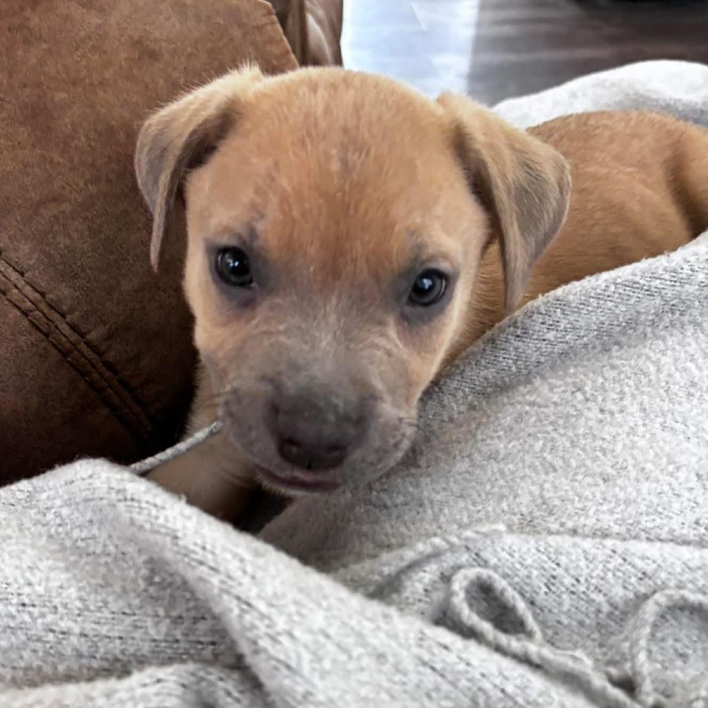 Cooper, Adoptable, Puppy Male American Staffordshire Terrier.