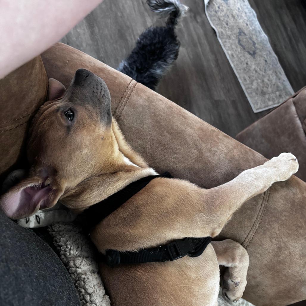 Enlarge Cooper, a Adoptable American Staffordshire Terrier in Raleigh, NC image 1/4