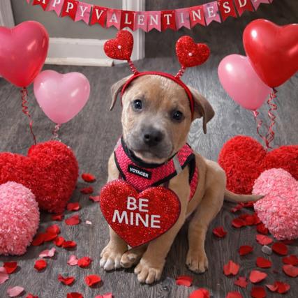 Enlarge Cooper, a Adoptable American Staffordshire Terrier in Raleigh, NC image 2/2