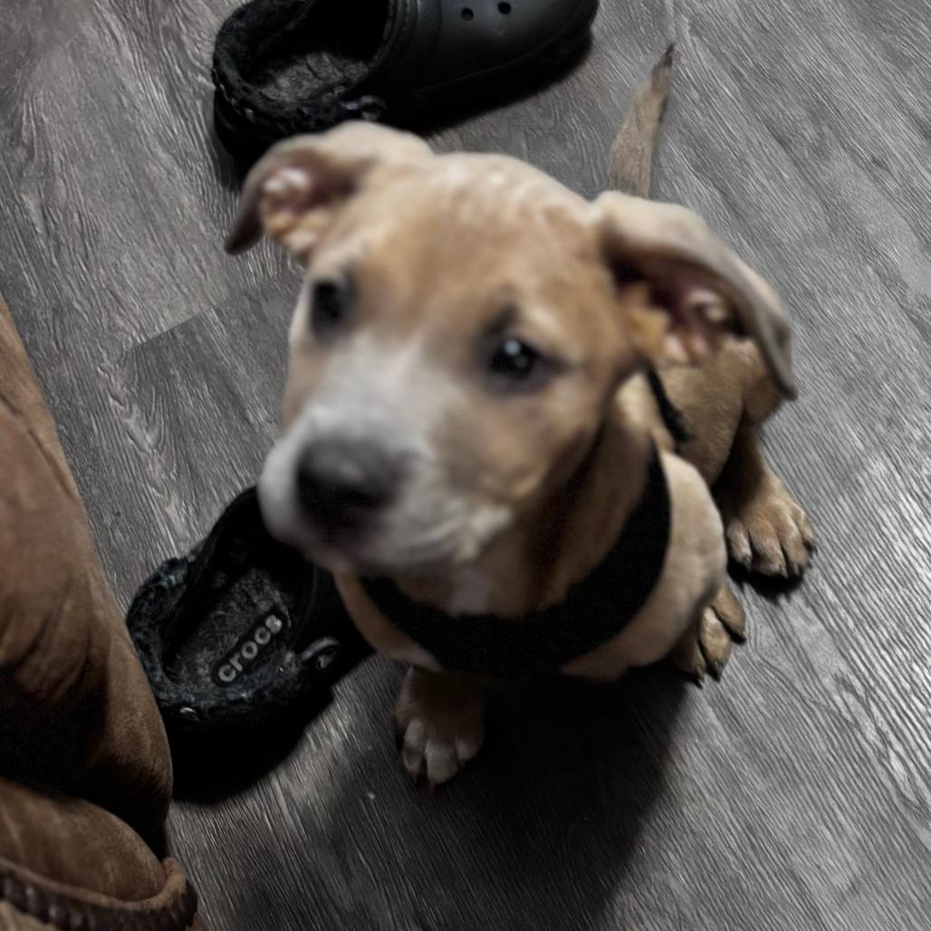 Enlarge Cooper, a Adoptable American Staffordshire Terrier in Raleigh, NC image 3/4