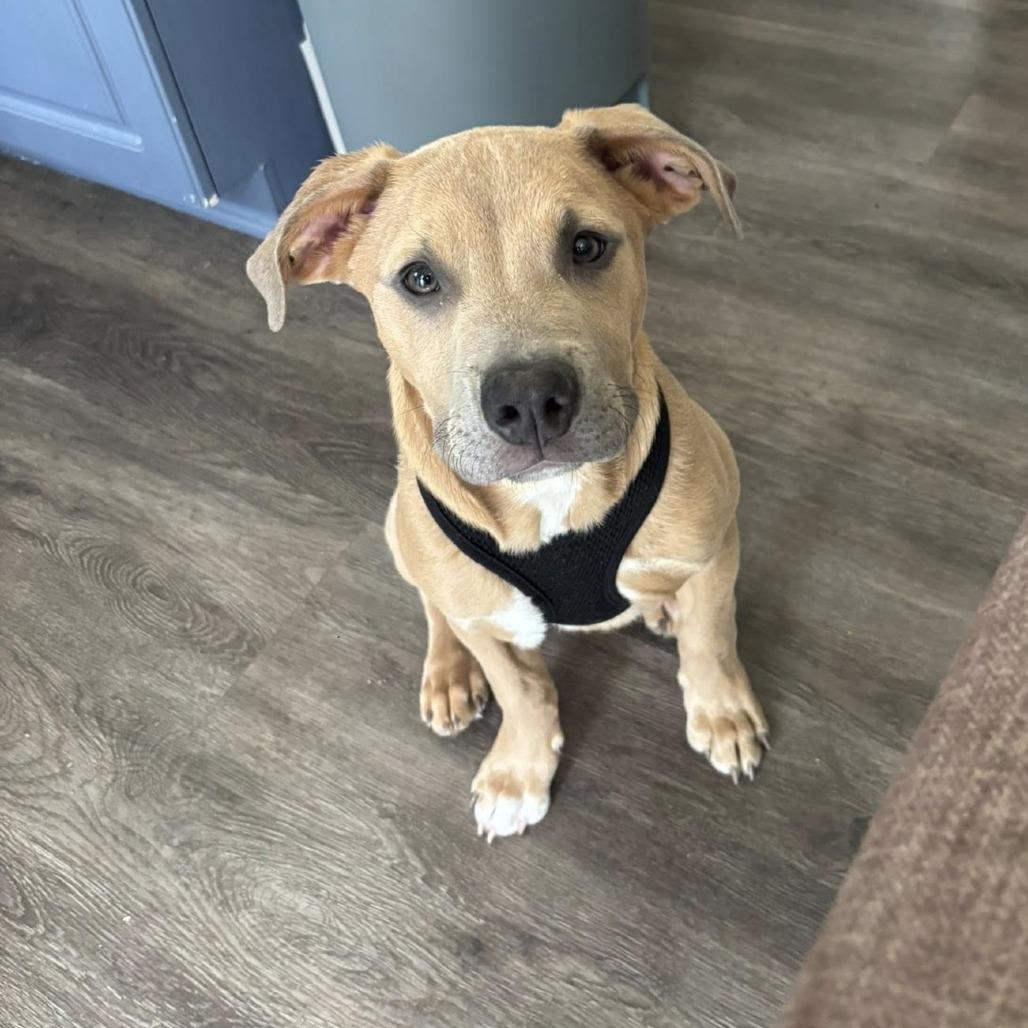 Enlarge Cooper, a Adoptable American Staffordshire Terrier in Raleigh, NC image 5/6