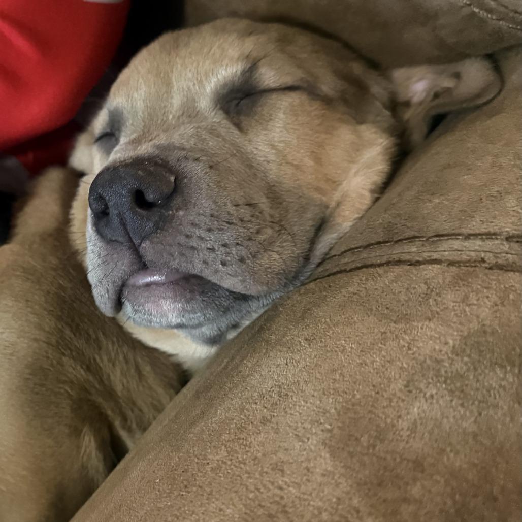 Enlarge Cooper, a Adoptable American Staffordshire Terrier in Raleigh, NC image 4/4