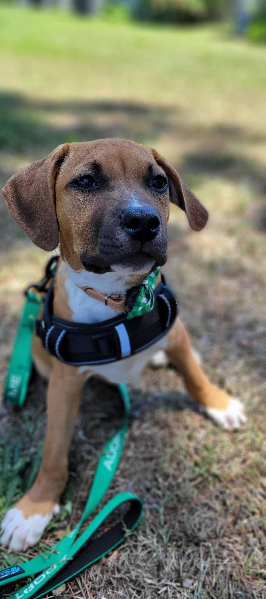Enlarge Amos, a ADOPTABLE mixed breed in Ayden, NC image 6/6