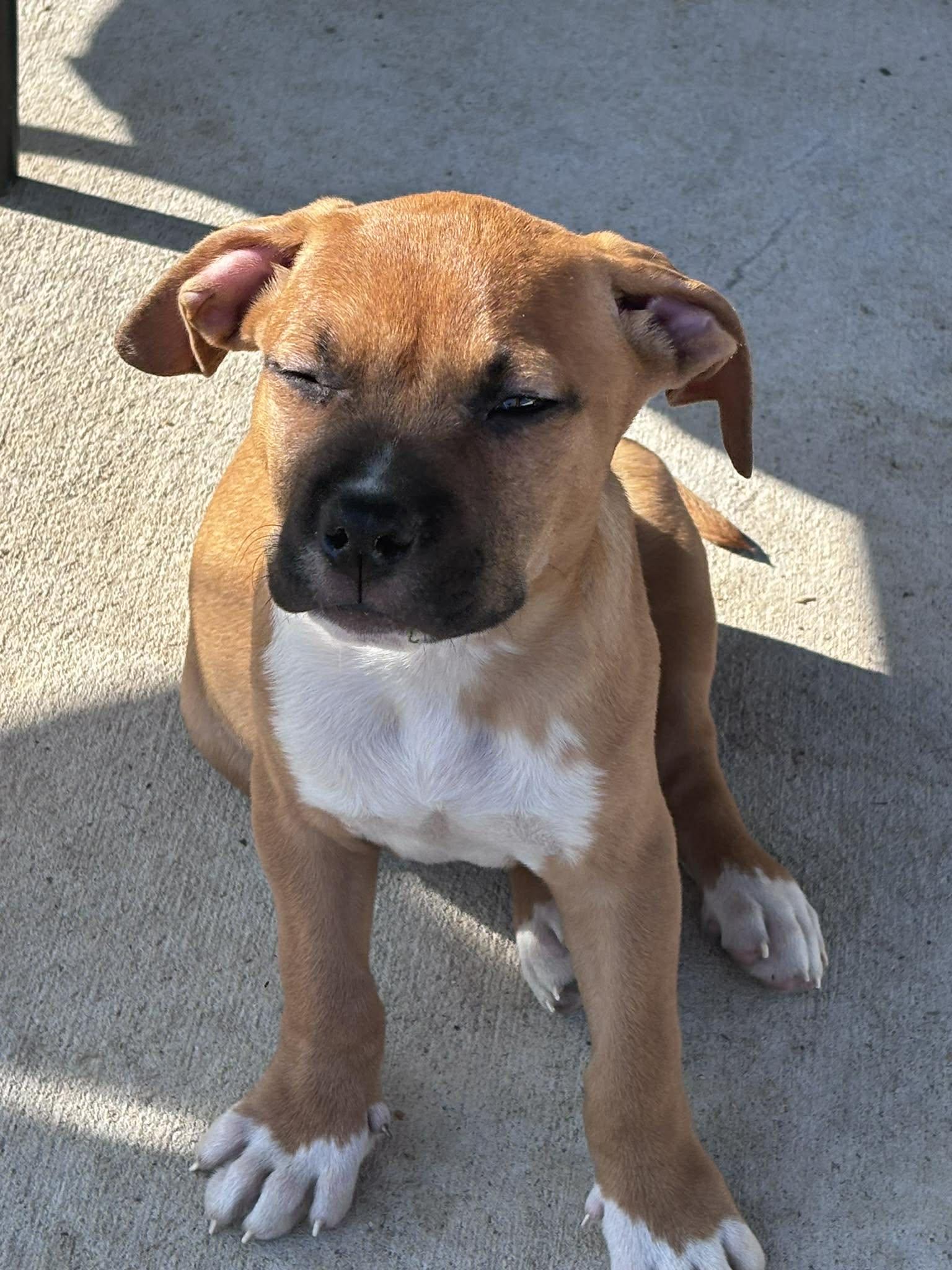 Enlarge Amos, a ADOPTABLE mixed breed in Ayden, NC image 4/6