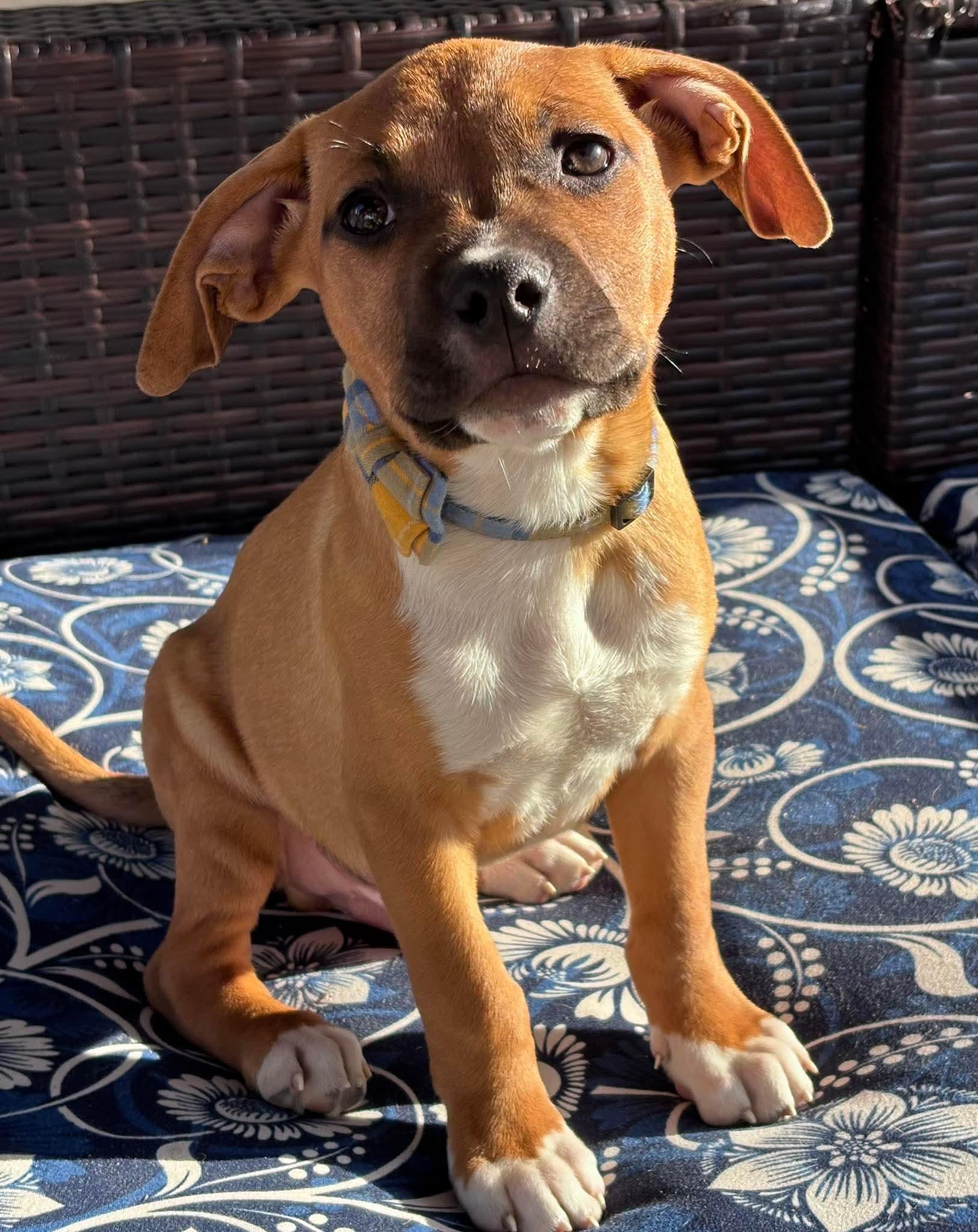 Enlarge Amos, a ADOPTABLE mixed breed in Ayden, NC image 2/6