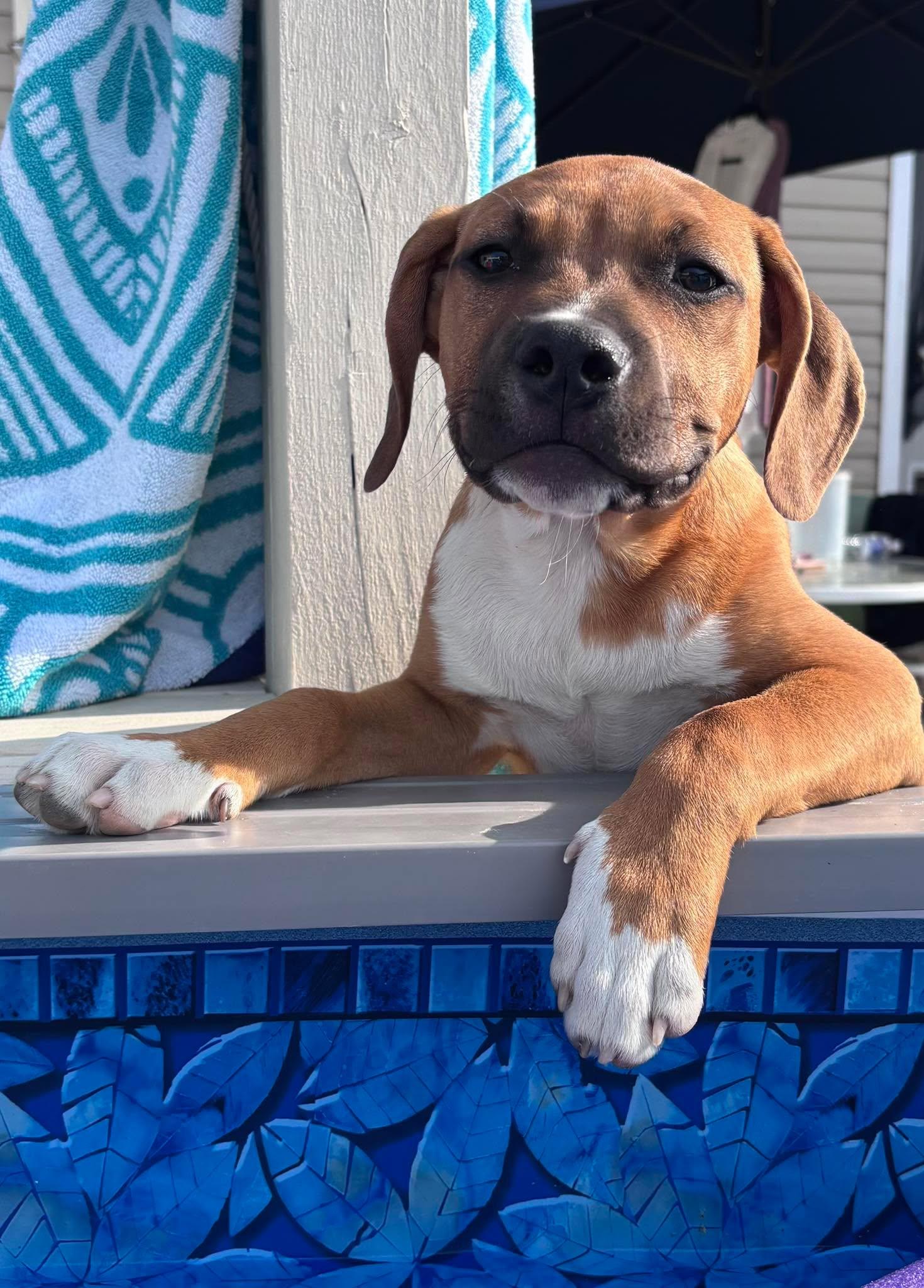 Enlarge Amos, a ADOPTABLE mixed breed in Ayden, NC image 5/6