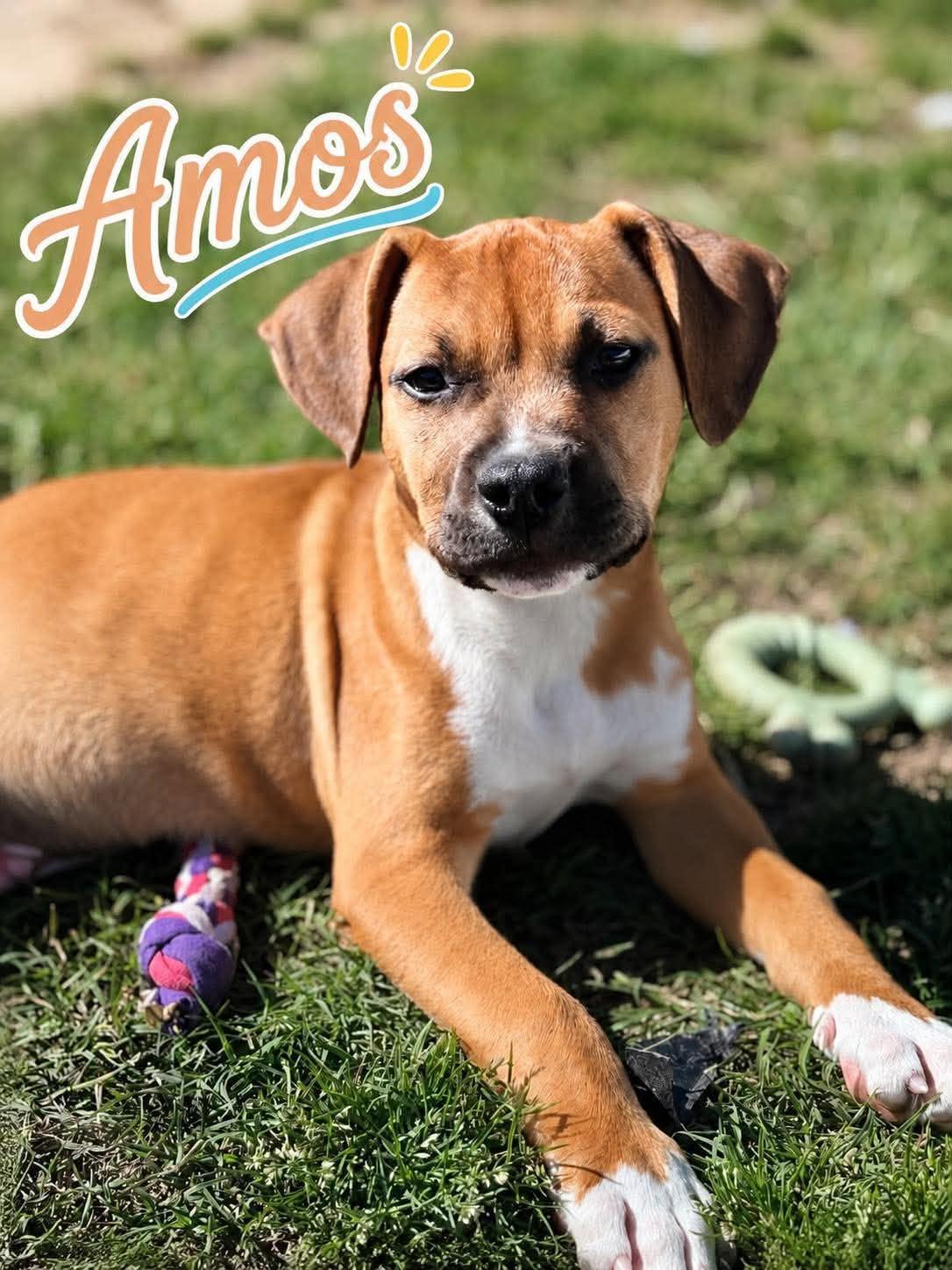 Amos, ADOPTABLE, Puppy Male Pit Bull Terrier.